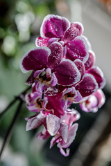 Fototapeta na wymiar Orchid flower in garden at winter or spring day for postcard beauty and agriculture idea concept design. Phalaenopsis orchid.