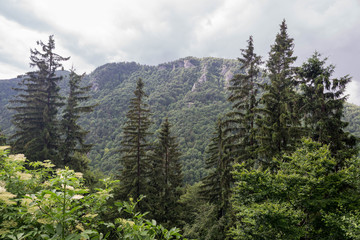 Spruces landscape in Julian Alps mountains, Slovenia.