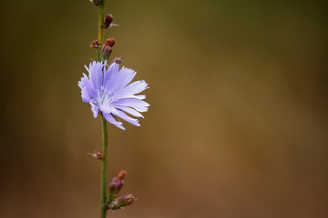 Closeup of blue Chicory wild flowers on a blurred background of a summer meadow, selective focus