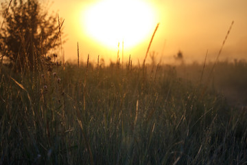 Fototapeta na wymiar Landscape with a meadow of grass against the backdrop of a sunrise, bright orange sun, selective focus