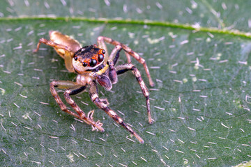 Opisthoncus sp. a colourful jumping spider found in tropical rainforest, Queensland, Australia