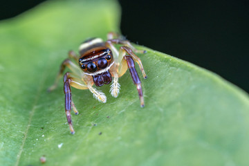 A female Opisthoncus sp. jumping spider - the Northern long-jawed jumper, hunting for prey on a leaf in tropical Queensland