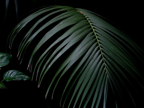 Palm leaves, the tropical plant growing in wild nature on black background. Green leaf in rainforest