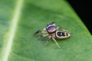 A female Opisthoncus sp. jumping spider - the Northern long-jawed jumper, hunting for prey on a leaf in tropical Queensland