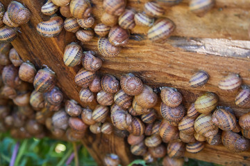Helix Aspersa Muller, Maxima Snail, Organic Farming, Snail Farming, Edible snails on wooden snails boards. Production of Snails. Snail Farm. Mollusk snails with brown striped shell