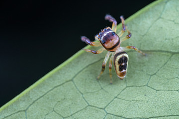 A female Opisthoncus sp. jumping spider - the Northern long-jawed jumper, hunting for prey on a leaf in tropical Queensland