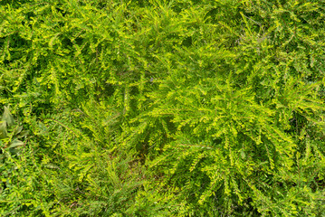 background of green leaves