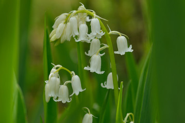 Hasenglöckchen ( Hyacinthoides non-scripta ) © Karin Jähne