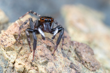 Hasarius adansoni, Adanson's house jumper, is a common jumping spider found in warm climates worldwide