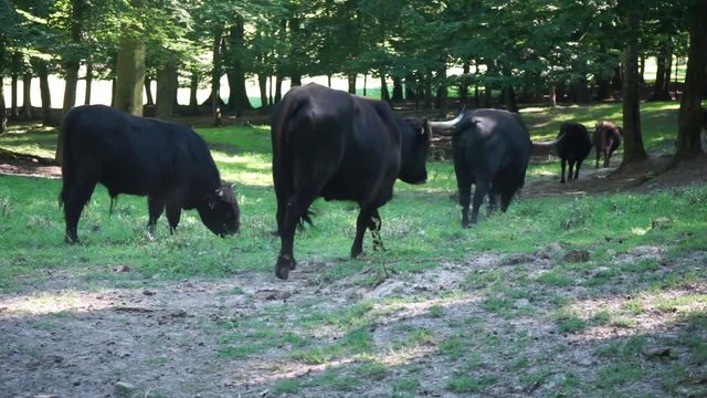 A group of aurochs are moving into the forest