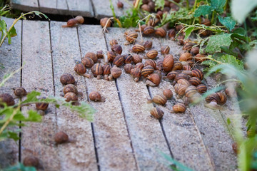 Helix Aspersa Muller, Maxima Snail, Organic Farming, Snail Farming, Edible snails on wooden snails boards. Production of Snails. Snail Farm. Mollusk snails with brown striped shell