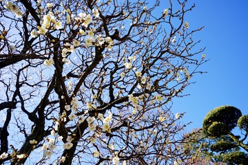 梅の花