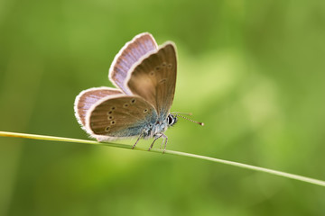 Butterfly on a spring meadow in the sunshine.