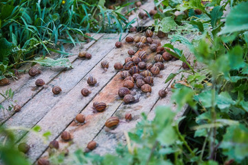 Helix Aspersa Muller, Maxima Snail, Organic Farming, Snail Farming, Edible snails on wooden snails boards. Production of Snails. Snail Farm. Mollusk snails with brown striped shell