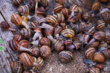 Helix Aspersa Muller, Maxima Snail, Organic Farming, Snail Farming, Edible snails on wooden snails boards. Production of Snails. Snail Farm. Mollusk snails with brown striped shell