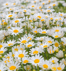 Group of Oxeye daisy flowers 