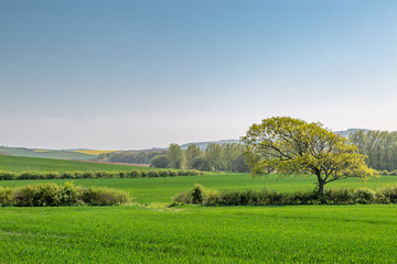 A landscape of green agricultural fields and trees on the Isle of Wight, on a sunny spring day
