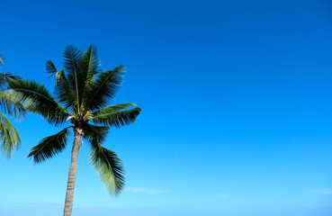Low angle short of one coconut tree and leaves with clear blue sky background. Relaxing and enjoy summer beach holiday.