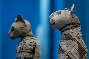 Mummified cat mummy egyptian in a pyramid tomb