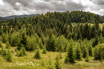 Pine Tree Forest Landscape. Fir Trees on Meadow.