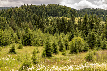 Pine Tree Forest Landscape. Fir Trees on Meadow.