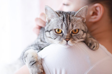 Woman at home stroking her lovely fluffy cat. Gray tabby cute kitten with yellow eyes. Pets, friendship, trust, love, and lifestyle concept. Friend of human. Animal lover. Close up.