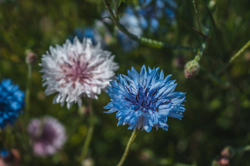 small vegetable garden in the Netherlands, organic farming, sustainable growing your own food