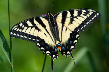 Eastern tiger swallowtail butterfly