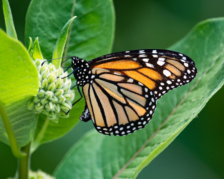 Monarch butterfly on milkweed flower