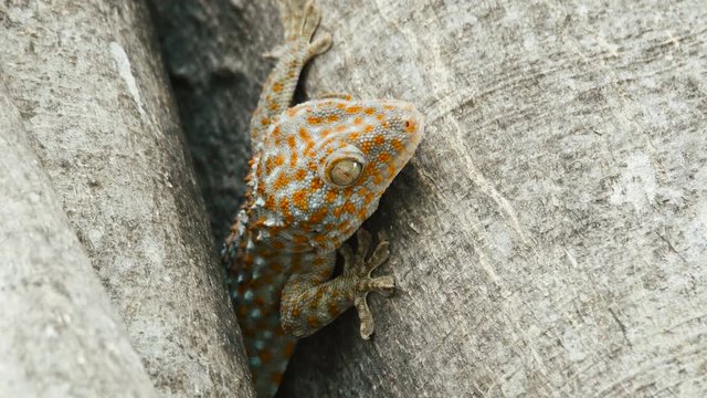 Tokay gecko resting in a tree close up. The tokay gecko (Gekko gecko) is a nocturnal arboreal gecko in the genus Gekko.