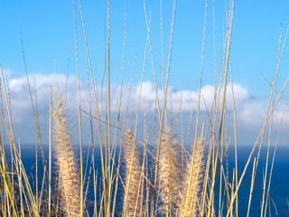 Closeup selective soft focus of beach dry grass, reeds, stalks blowing in the wind at blurred sea...