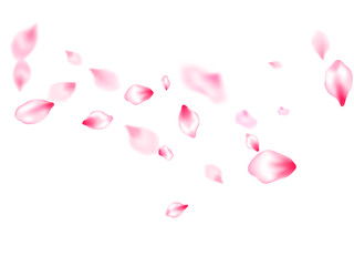 Japanese cherry blossom pink flying petals