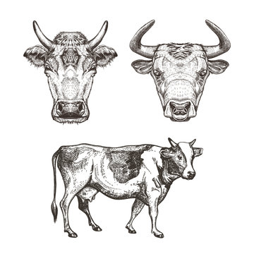 Set of images of cows. Cows and bull. Sketch graphics.