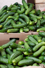 green cucumbers in the store on the counter in the box at the grocery market