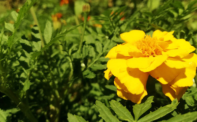 marigold flowers bloom in the summer garden on a sunny day. flower bed. Place for your text. bloom is beautiful. image is suitable for posters, pictures, cards, calendars