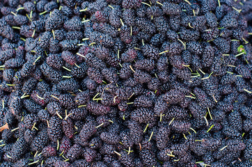 Ripe mulberries background. Mulberry - Morus - healthy fruit close up background.Purple mulberry fruits background