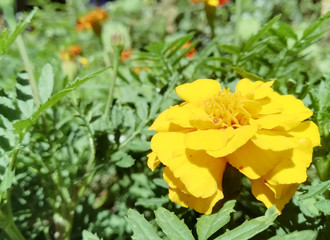 marigold flowers bloom in the summer garden on a sunny day. flower bed. Place for your text. bloom is beautiful. image is suitable for posters, pictures, cards, calendars