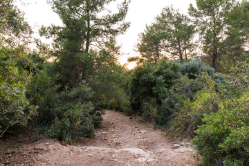 Fototapeta na wymiar The footpath leading through the Hanita forest in northern Israel, in the rays of the setting sun