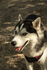 Obraz premium close-up portrait of a young Siberian husky with different eyes and open mouth in nature
