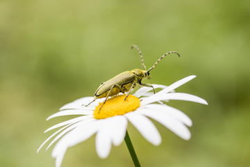 Beetle on macro daisy flower