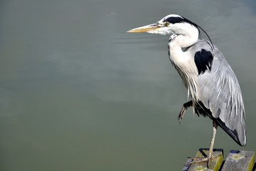 Grey Heron