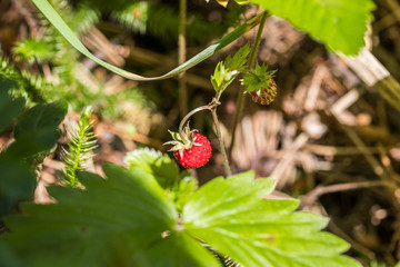 Red strawberry berry in nature