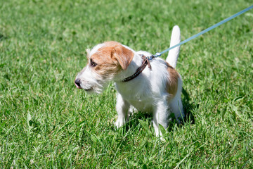 Cute jack russell terrier puppy is sitting in a green grass. Pet animals.