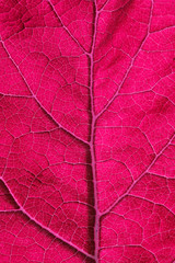 abstract texture of bright pink leaf close-up with purple streaks
