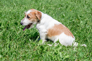 Cute jack russell terrier puppy is sitting on a green meadow. Pet animals.