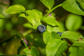 Beautiful closeup of a blueberry growing in the forest. Wild food in summer.  Ecological food.