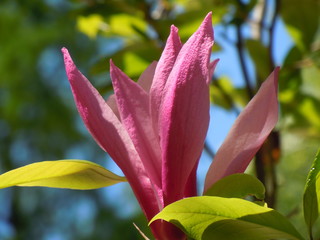 Magnolia flower