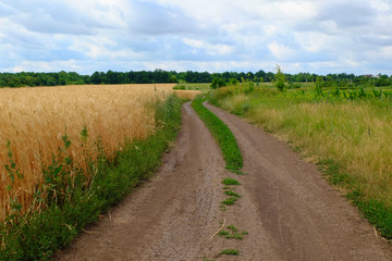Fototapeta na wymiar Road in wheat field