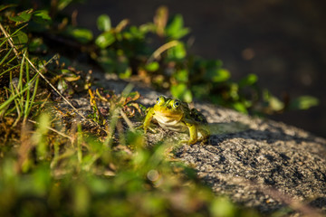 A beautiful common green water frog enjoying sunbathing in a natural habitat at the forest pond. Wild amphibian.