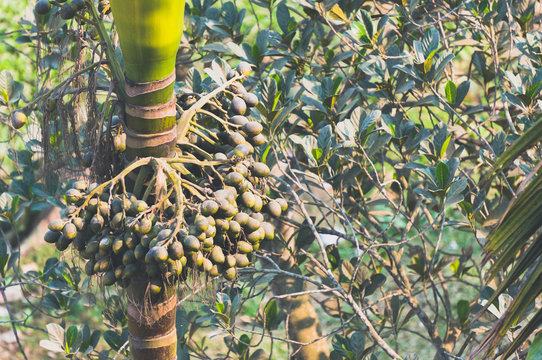 A bunch of betel nuts hanging on areca nut palm
